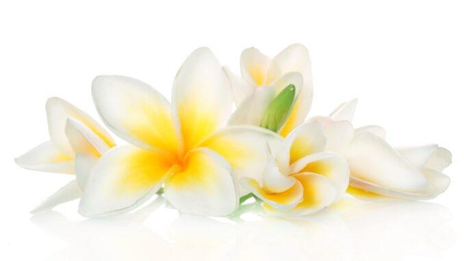 avon-aloha-monoi-5 Скраб для тіла «Кокос і квітка тіаре»